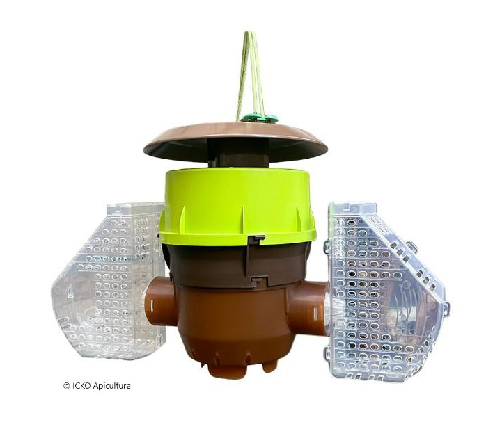 piege frelon asisatique